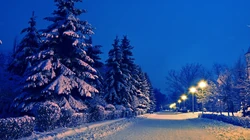 森林里的白雪电脑壁纸下载