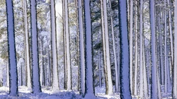 下雪了！白雪风景高清壁纸套图