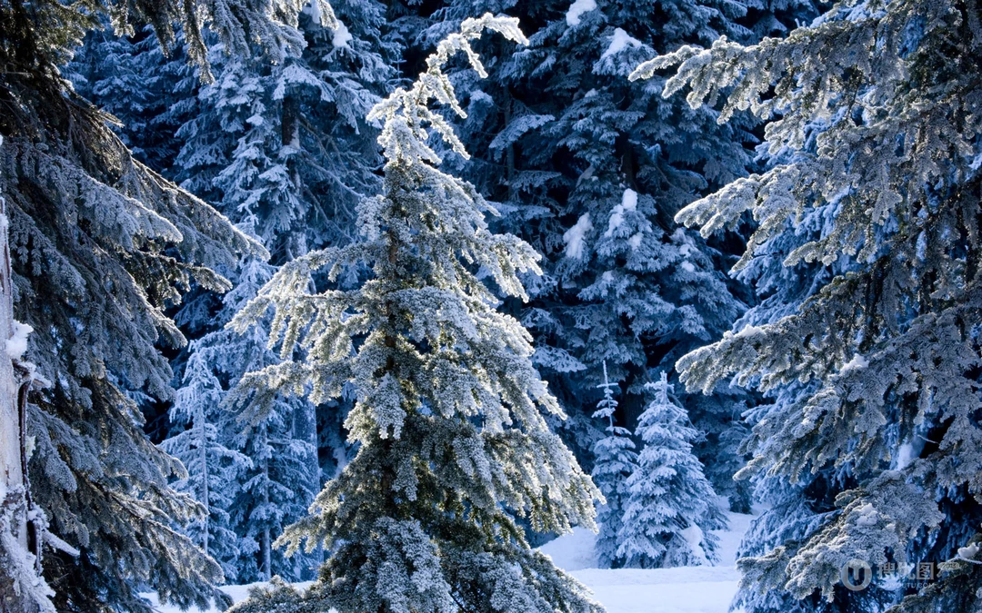 下雪了！白雪风景高清壁纸套图