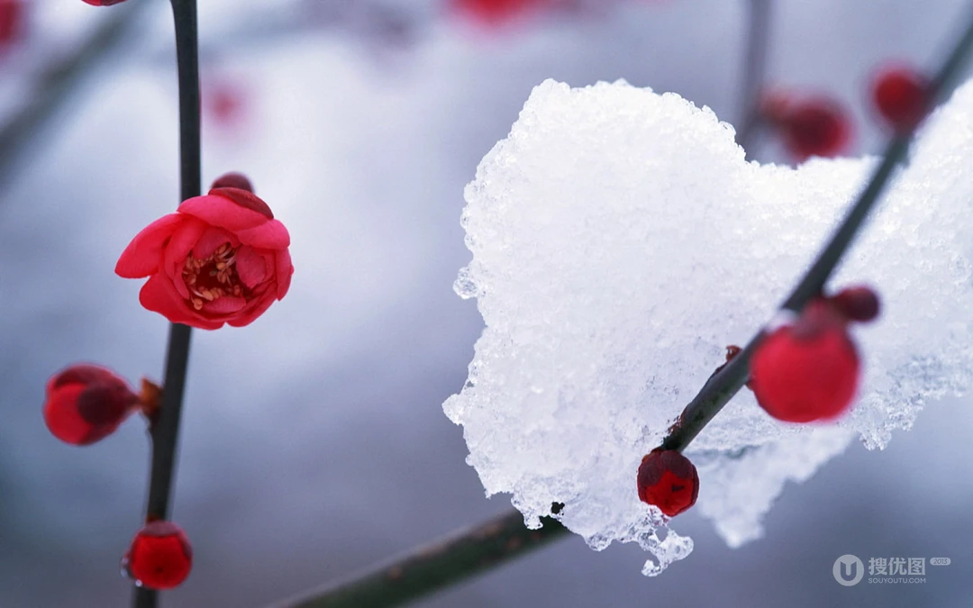 下雪了！白雪风景高清壁纸套图