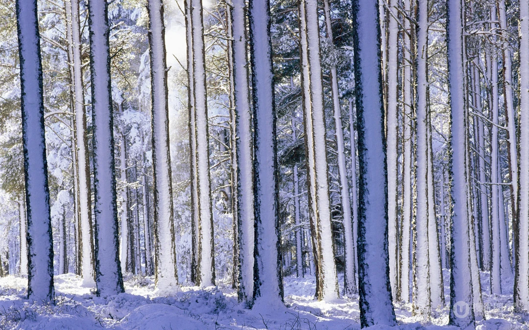下雪了！白雪风景高清壁纸套图