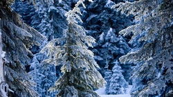 下雪了！白雪风景高清壁纸套图