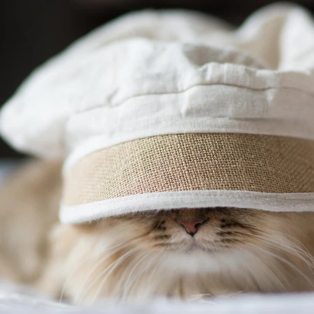 戴帽子的猫咪可爱图片-攻占地球喽