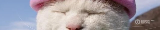 戴帽子的猫咪可爱图片-攻占地球喽 第6张