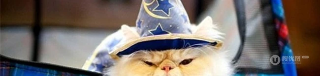 戴帽子的猫咪可爱图片-攻占地球喽 第9张