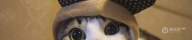 戴帽子的猫咪可爱图片-攻占地球喽 第5张