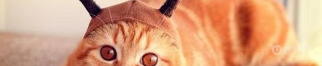戴帽子的猫咪可爱图片-攻占地球喽 第10张