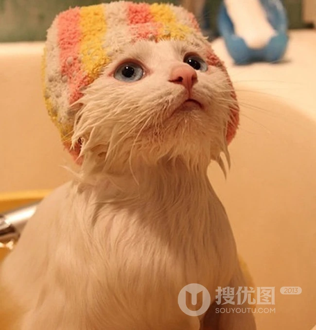 戴帽子的猫咪可爱图片-攻占地球喽 第2张