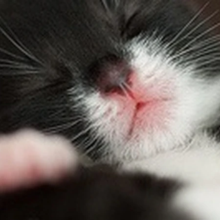 贴心猫咪可爱图片-拥有你的快乐时光