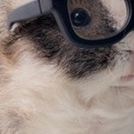 滑稽可爱的荷兰猪（豚鼠）图片