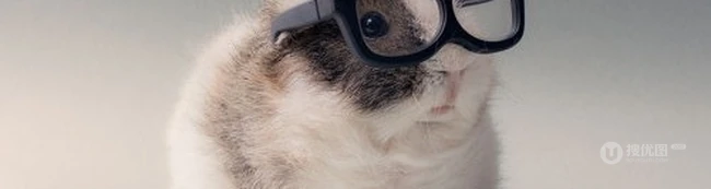 滑稽可爱的荷兰猪（豚鼠）图片 第1张