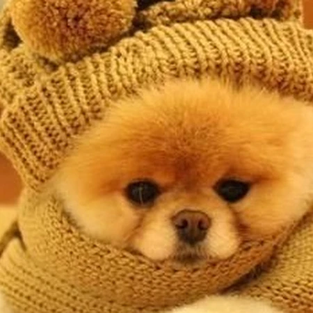 呆萌博美犬不用卖力就能萌翻你