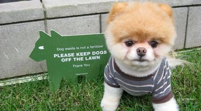 呆萌博美犬不用卖力就能萌翻你 第4张
