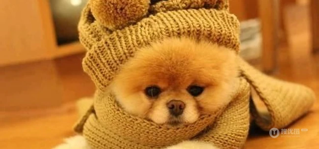 呆萌博美犬不用卖力就能萌翻你 第1张