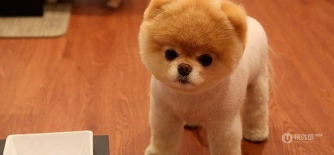 呆萌博美犬不用卖力就能萌翻你 第6张