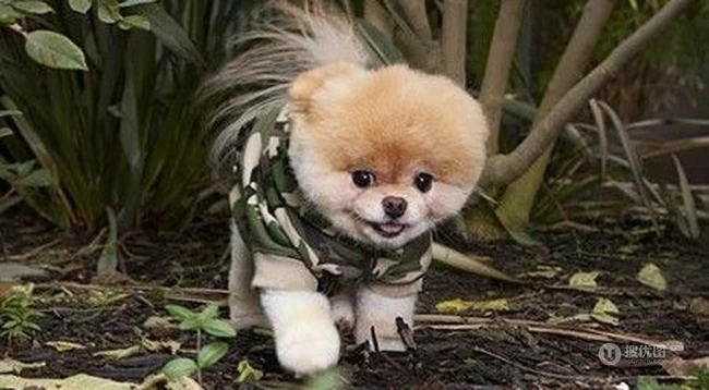 呆萌博美犬不用卖力就能萌翻你 第7张