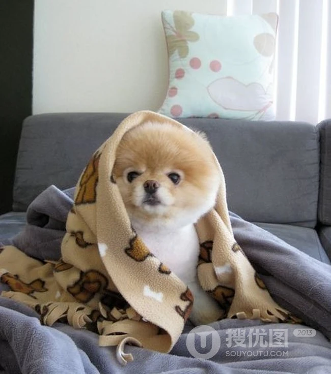 呆萌博美犬不用卖力就能萌翻你 第8张