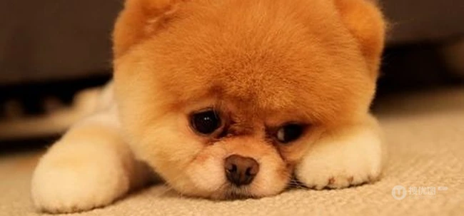 呆萌博美犬不用卖力就能萌翻你 第10张