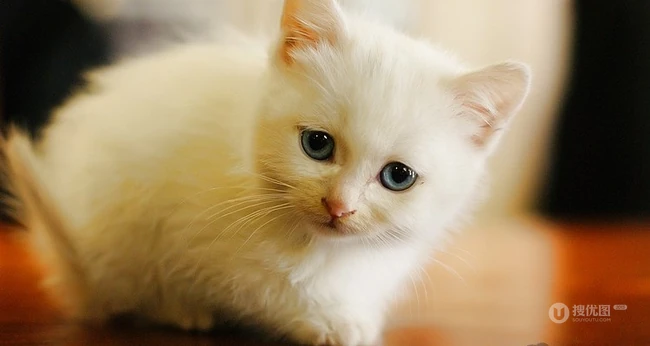有只小猫-咖啡馆里的可爱小猫咪图片 第6张