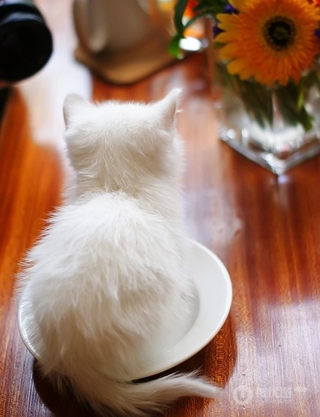 有只小猫-咖啡馆里的可爱小猫咪图片 第8张