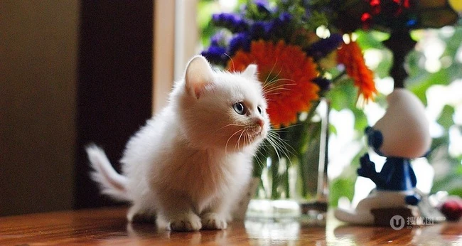 有只小猫-咖啡馆里的可爱小猫咪图片 第3张