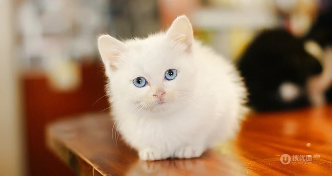 有只小猫-咖啡馆里的可爱小猫咪图片 第11张