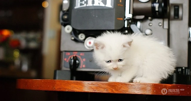 有只小猫-咖啡馆里的可爱小猫咪图片 第9张