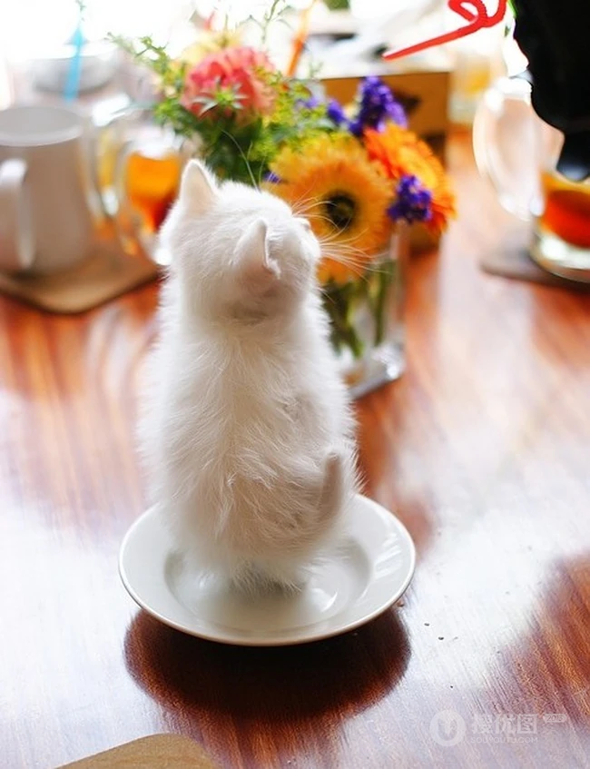 有只小猫-咖啡馆里的可爱小猫咪图片 第10张