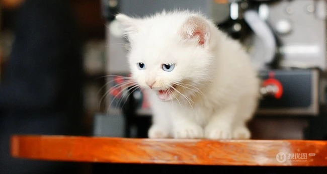 有只小猫-咖啡馆里的可爱小猫咪图片 第2张