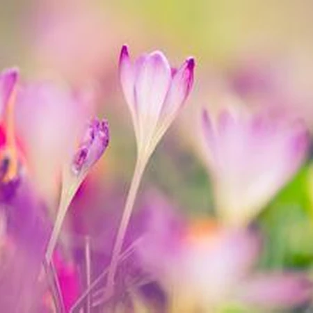 亦正亦邪的藏红花(番红花）图片 红花颜色掩千花
