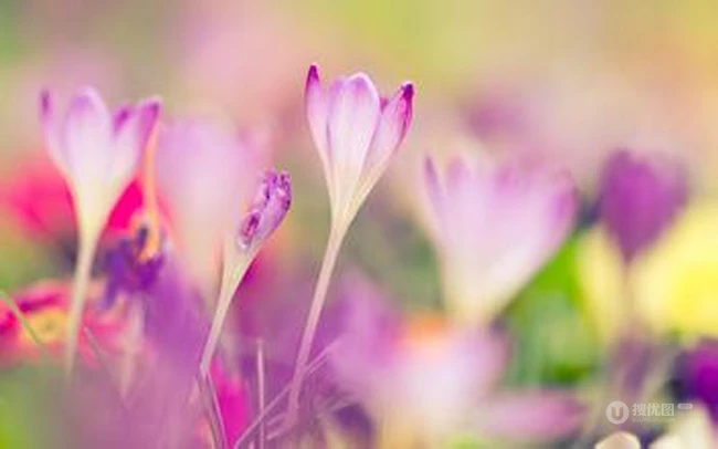 亦正亦邪的藏红花(番红花）图片 红花颜色掩千花