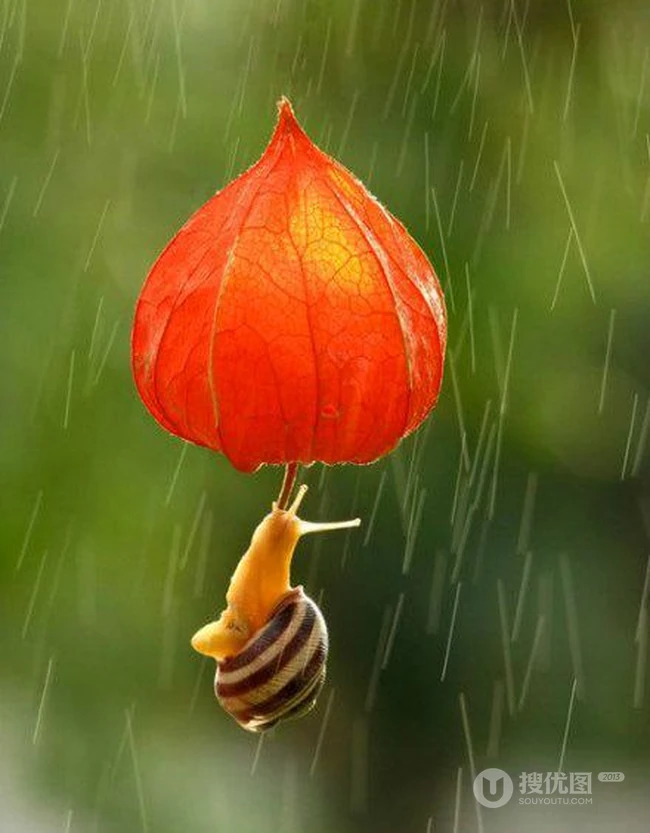 雨中小蜗牛唯美图片-别轻言放弃