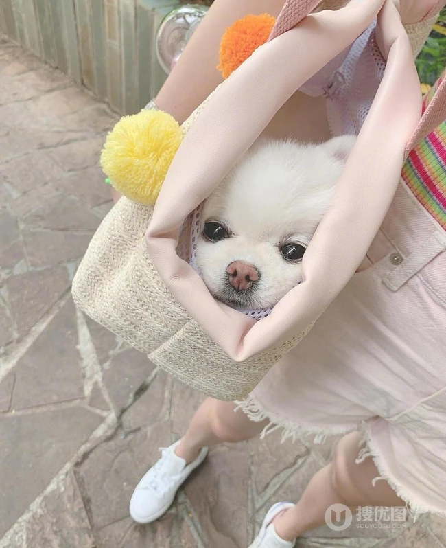 关晓彤用包包带狗狗上街自拍美照，粉色系穿搭很有爱