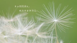 唯美清新的小花小草清晨早安文字壁纸图片
