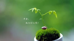 唯美清新的小花小草清晨早安文字壁纸图片