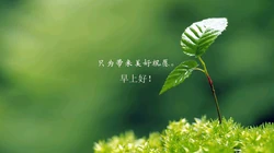 唯美清新的小花小草清晨早安文字壁纸图片