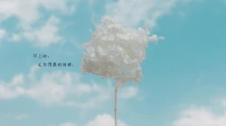 唯美清新的小花小草清晨早安文字壁纸图片