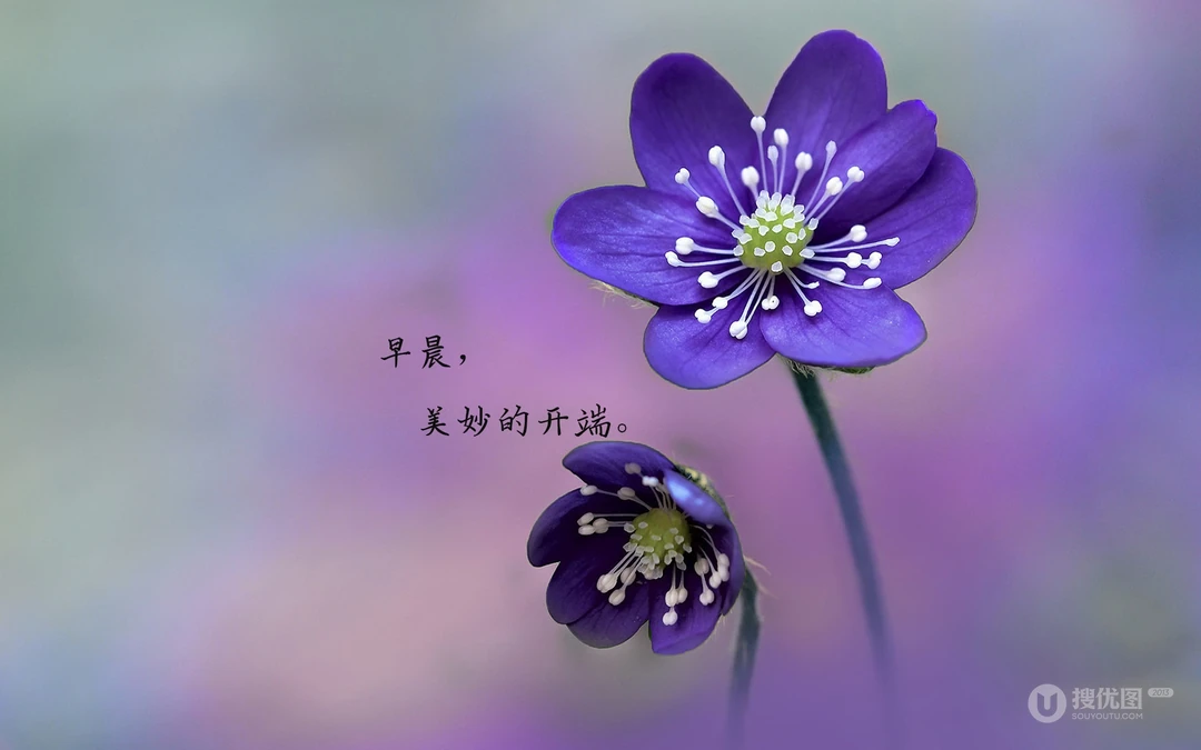 唯美清新的小花小草清晨早安文字壁纸图片