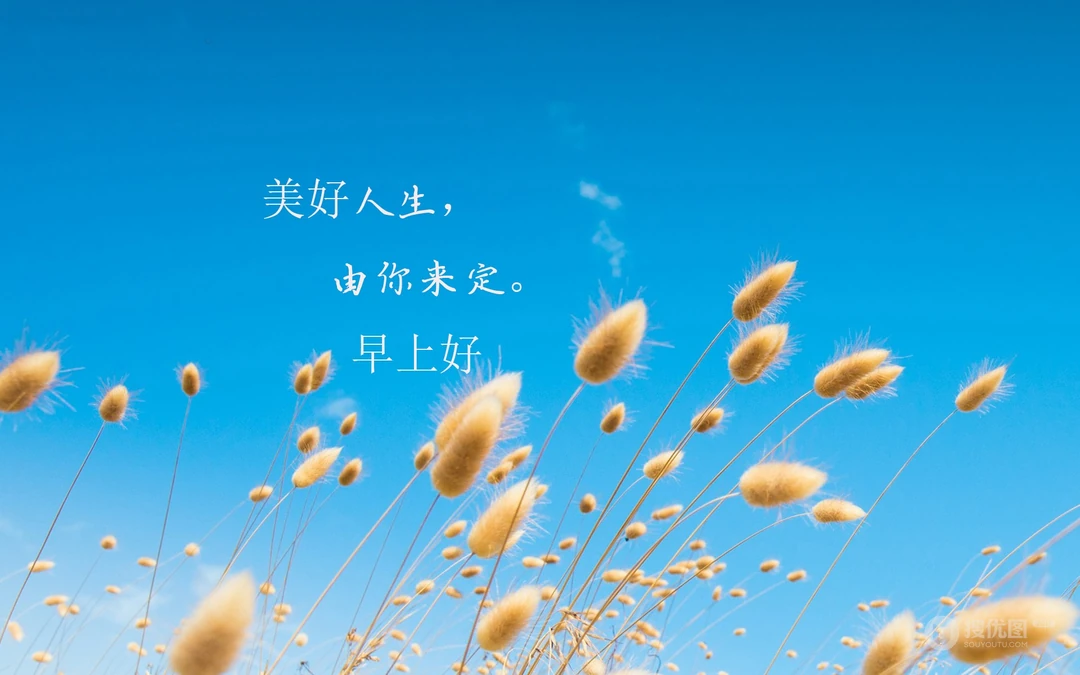 唯美清新的小花小草清晨早安文字壁纸图片