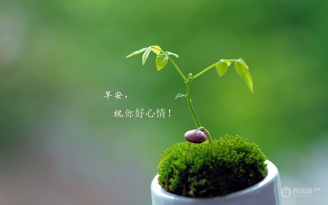 唯美清新的小花小草清晨早安文字壁纸图片