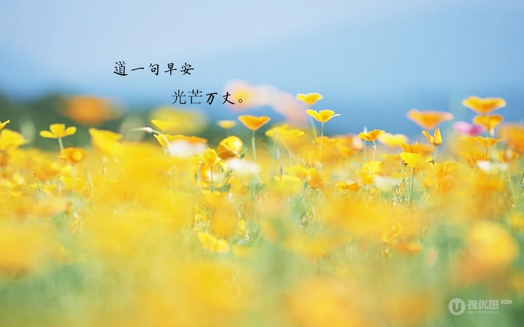 唯美清新的小花小草清晨早安文字壁纸图片