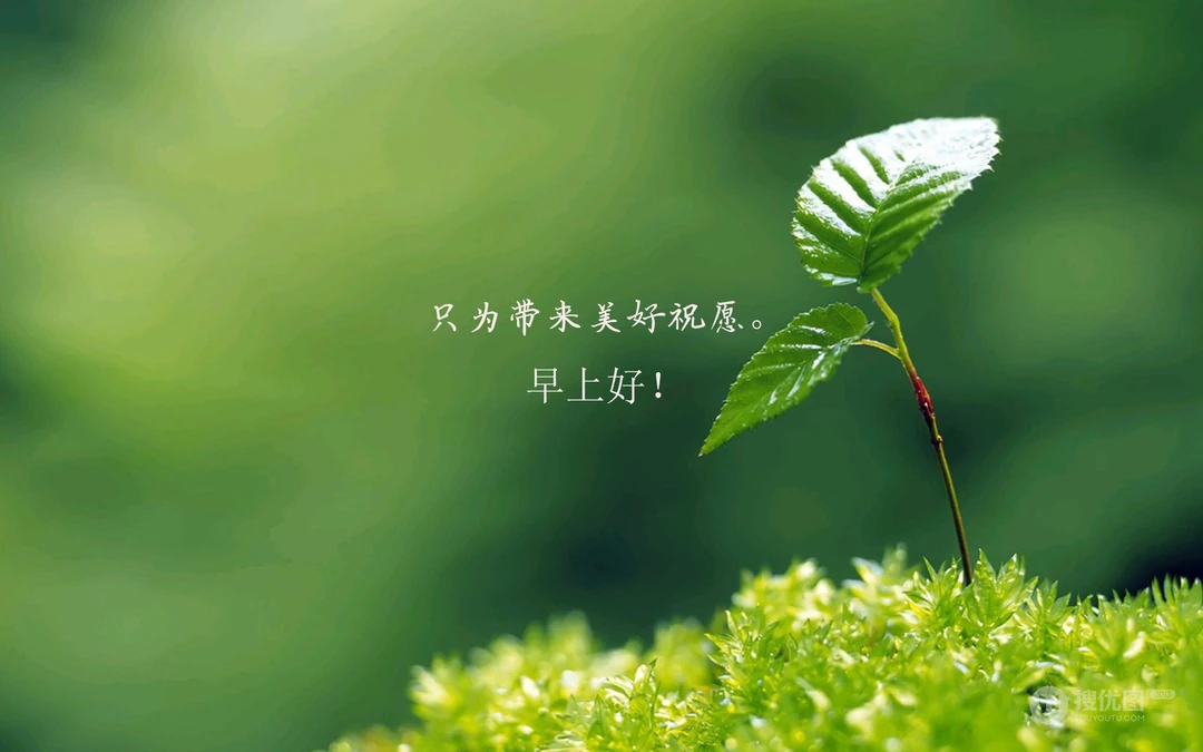 唯美清新的小花小草清晨早安文字壁纸图片