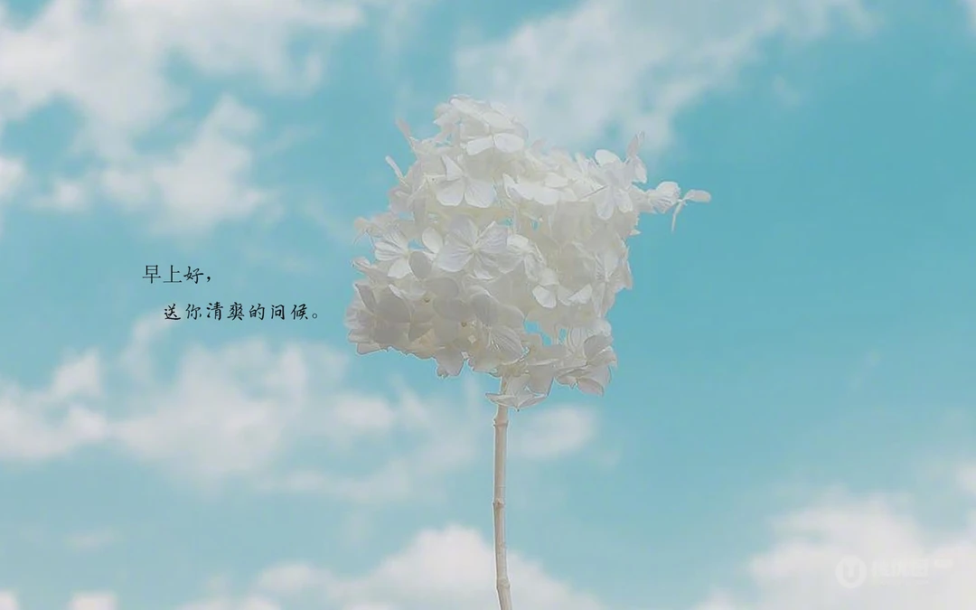 唯美清新的小花小草清晨早安文字壁纸图片