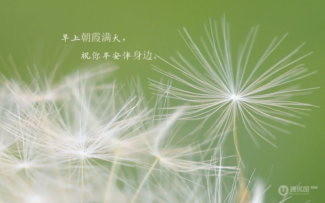 唯美清新的小花小草清晨早安文字壁纸图片
