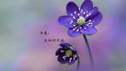 唯美清新的小花小草清晨早安文字壁纸图片