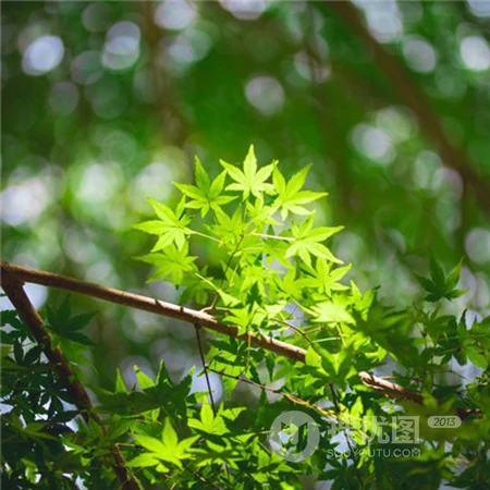 绿色的枫叶风景,唯美好看的绿色枫树叶微信头像