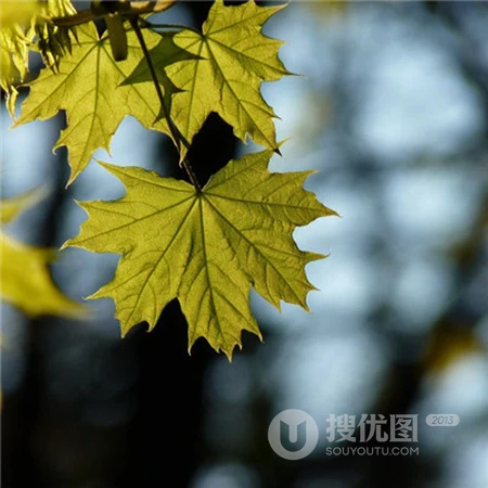 绿色的枫叶风景,唯美好看的绿色枫树叶微信头像