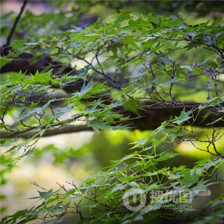 绿色的枫叶风景,唯美好看的绿色枫树叶微信头像
