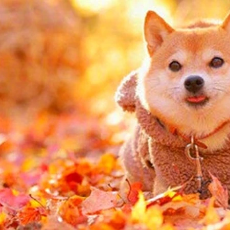 治愈系可爱柴犬林荫街道、树下、落叶堆中森系萌图片