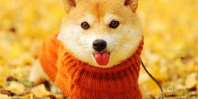 治愈系可爱柴犬林荫街道、树下、落叶堆中森系萌图片 第7张